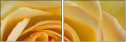 64954045