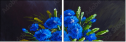 66105575