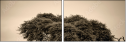 67091095