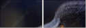 67261784