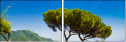 67960618