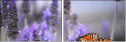 68001628