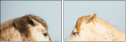 68105257