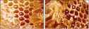 68182564