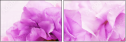 68847912