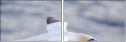 68956186