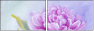 69000321