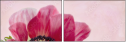 70746560