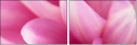 71579272
