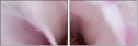 75397074