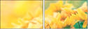 75458724
