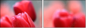 76096373