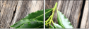 77818715