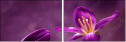 79035921