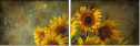 904593686