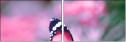 95266681