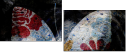 139107091
