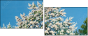 21587802