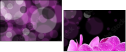 23152561