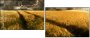 27477176