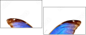 29644334
