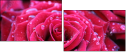30650072
