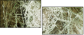 35814407