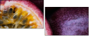 36705995