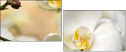 37764632