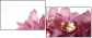 41625146