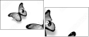 42537223
