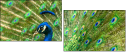 43782837