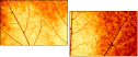 43838542