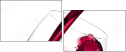 44848564