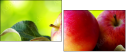 44945564