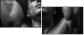 45026445