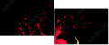 45070058
