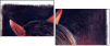 46243808
