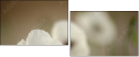 47729615
