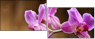 48156250