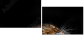 48606369