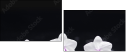 49632370