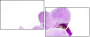 50610337