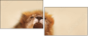 51106719