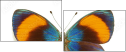 51555620