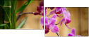 51806398