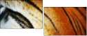 51974402