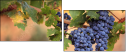 52573606
