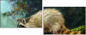 52717561
