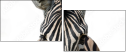 53992144